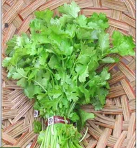 Kotthamalli / கொத்தமல்லி